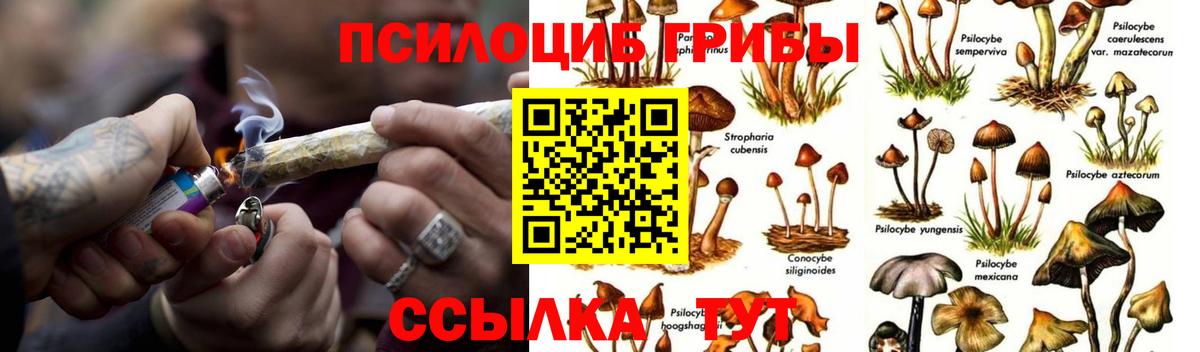 Галлюциногенные грибы Psilocybine cubensis Кизляр